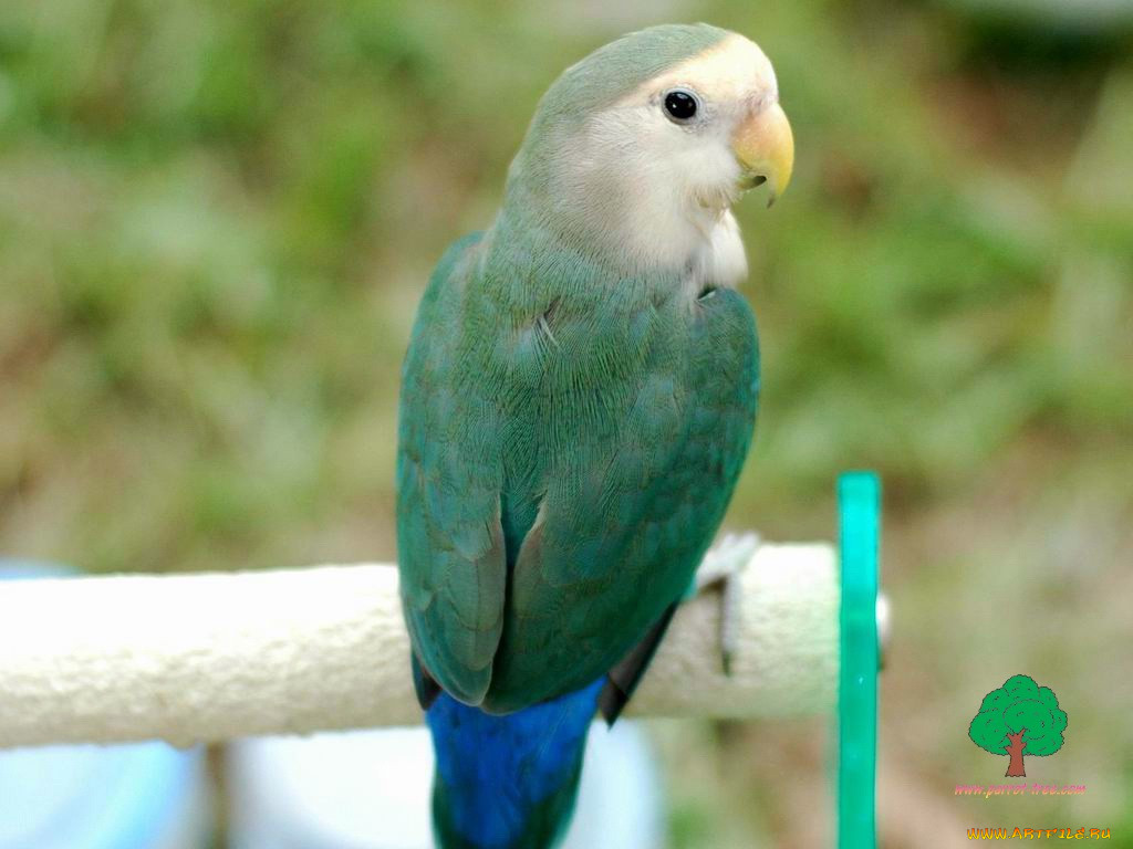 , 